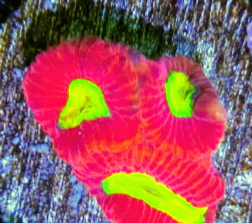 Tropical Fish Store «Arizona Custom Aquariums», reviews and photos, 3817 N Oracle Rd #A, Tucson, AZ 85705, USA