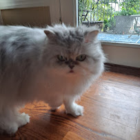 Pet and Home Care - Photo 5 - Car repair in Clarksburg, MD, Frederick