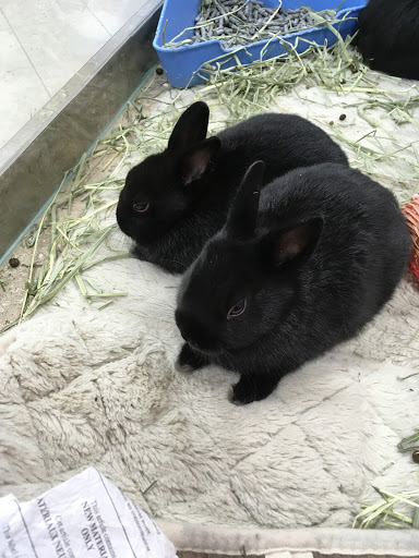 Rabbit shops in Calgary