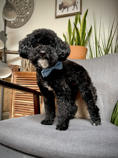 Pet Supply Store «PetSmart», reviews and photos, 20 W University Pkwy, Orem, UT 84058, USA