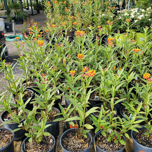 Plant Nursery «HOUSTON PLANTS & GARDEN WORLD», reviews and photos, 16726 North Fwy, Houston, TX 77090, USA