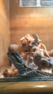 The Reptile Den - Photo 4 - Car repair in Lake Elsinore, CA, Murrieta