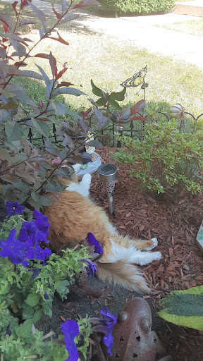 Pet Supply Store «PetSmart», reviews and photos, 3995 Welsh Rd, Willow Grove, PA 19090, USA