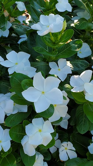 The Rose Gardens of Farmers Branch - photo 75