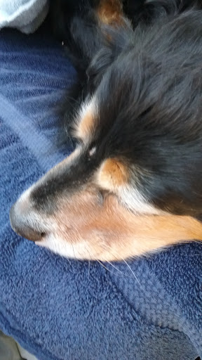 Pet Supply Store «PetSmart», reviews and photos, 33963 Doheny Park Rd, San Juan Capistrano, CA 92675, USA