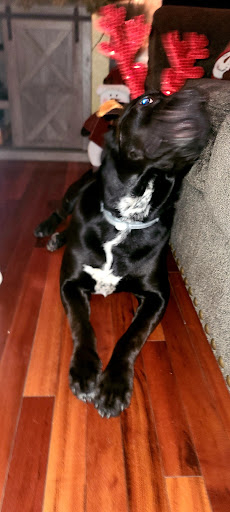 Pet Supply Store «PETNJOY - GARDENA», reviews and photos, 15515 Normandie Ave, Gardena, CA 90247, USA