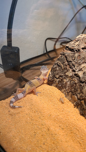 Pet Supply Store «Petco Animal Supplies», reviews and photos, 4012 W 27th Ave, Kennewick, WA 99337, USA