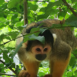 Photo n° 1 de l'avis de David.e fait le 06/07/2017 à 14:21 pour Réserve Zoologique de Calviac à Calviac-en-Périgord