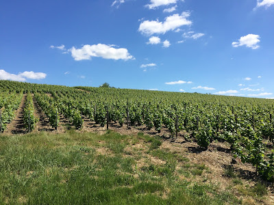 Champagne Louise Virey à Balnot-sur-Laignes