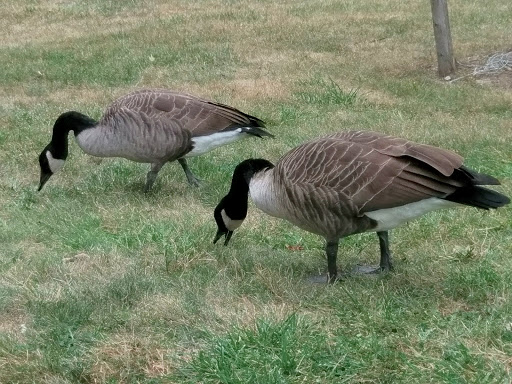 Park «Constitution Park», reviews and photos, Fletcher Ave & Lewis St, Fort Lee, NJ 07024, USA