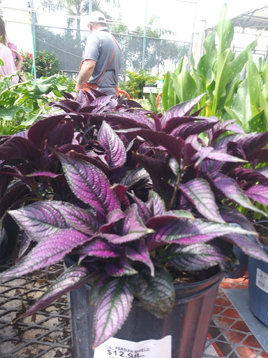 Home Improvement Store «The Home Depot», reviews and photos, 30144 US Hwy 19 N, Clearwater, FL 33761, USA