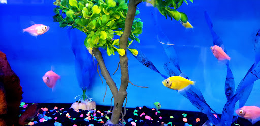 Pet Supply Store «Petco Animal Supplies», reviews and photos, 298 Spring Creek Drive, Franklin, TN 37067, USA