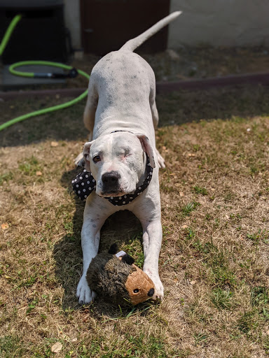 Pet Supply Store «Pet Food Express», reviews and photos, 3910 Middlefield Rd, Palo Alto, CA 94303, USA