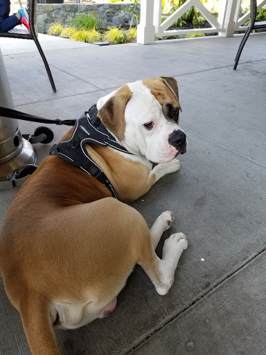 Pub «Tap Union Freehouse», reviews and photos, 1300 Washington St #200, Vancouver, WA 98660, USA