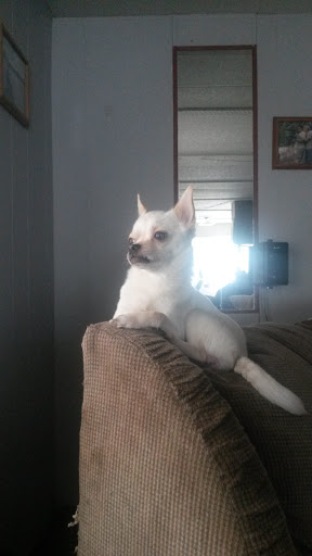 Pet Supply Store «Petco Animal Supplies», reviews and photos, 4209 Wheaton Way, Bremerton, WA 98310, USA