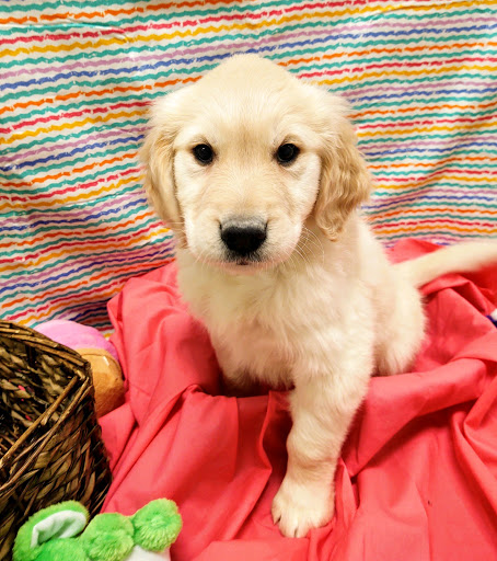 Pet Store «Four Paws and a Tail», reviews and photos, 120 Northtown Dr, Blaine, MN 55434, USA