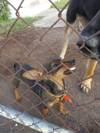 Centro de Atencion Animal