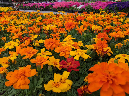 Garden Center «Sixteen Acres Garden Center», reviews and photos, 1359 Wilbraham Rd, Springfield, MA 01119, USA
