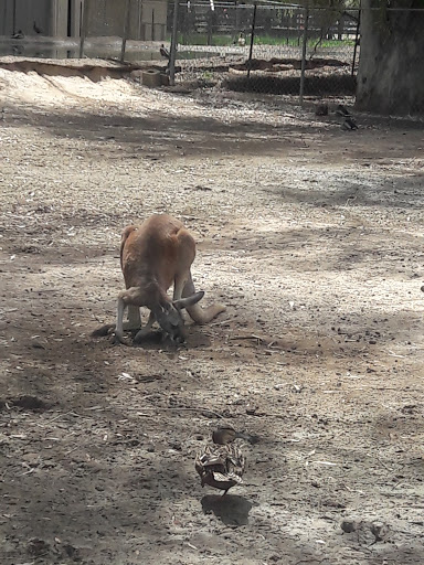 Golf Course «Falcon Dunes Golf Course», reviews and photos, 15100 Northern Ave, Waddell, AZ 85355, USA