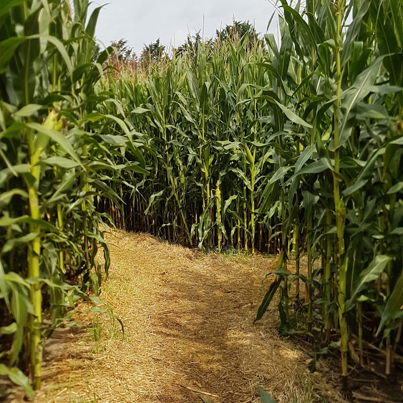 Hockenheimer Maislabyrinth