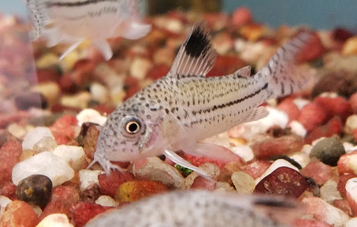 Tropical Fish Store «Pet Friendly Inc», reviews and photos, 845 Manitou Rd, Hilton, NY 14468, USA