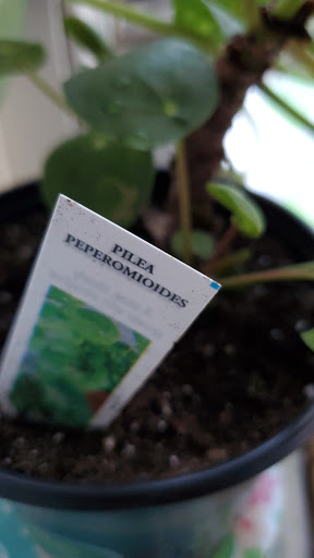 Garden Center «Cheshire Nursery Garden Center & Florist», reviews and photos, 1317 S Main St, Cheshire, CT 06410, USA