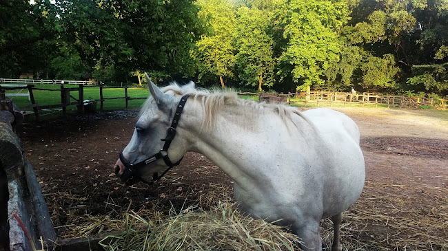 Sára major lovas panzió és étterem