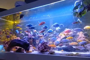 Sierviskwekerij Verduijn / Verduijn Cichlids image