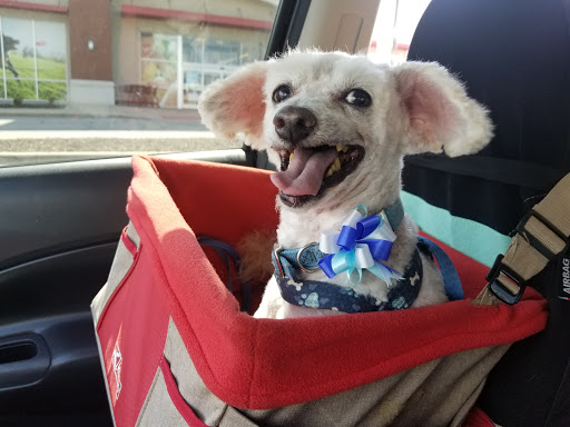 Pet Supply Store «Petco Animal Supplies», reviews and photos, 993 Branson Hills Pkwy, Branson, MO 65616, USA