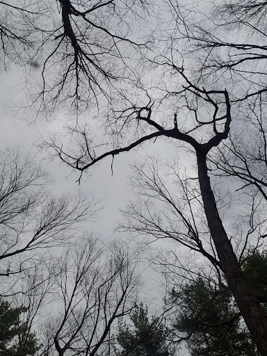 State Park «Lowell-Dracut-Tyngsborough State Forest», reviews and photos, Trotting Park Rd, Dracut, MA 01826, USA