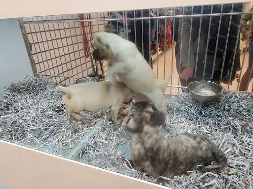 Pet Store «Back To Nature Pets & Grooming», reviews and photos, 110 N Dupont Hwy, New Castle, DE 19720, USA