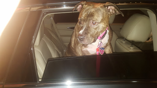 Pet Supply Store «Petco Animal Supplies», reviews and photos, 1141 Wantagh Ave, Wantagh, NY 11793, USA