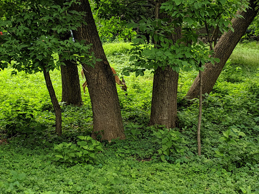 Park «Bass Lake Park», reviews and photos, 3450 Glenhurst Ave, Minneapolis, MN 55416, USA