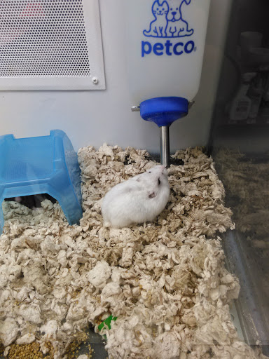 Pet Supply Store «Petco Animal Supplies», reviews and photos, 2131 Pleasant Hill Rd, Duluth, GA 30096, USA