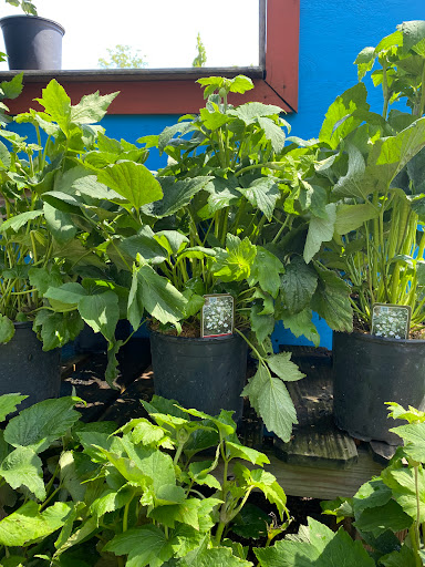 Landscaping Supply Store «Kirkwood Gardens», reviews and photos, 2701 Barrett Station Rd, Ballwin, MO 63021, USA