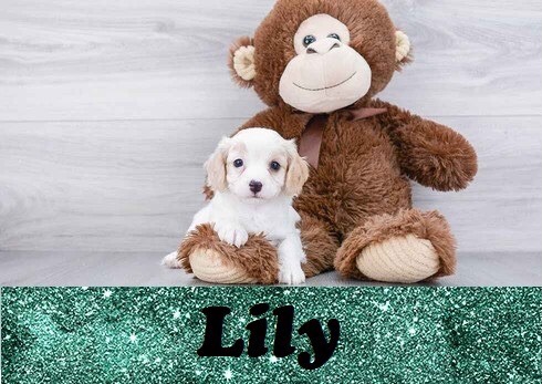 Pet Store «Pet Express», reviews and photos, 100 Independence Way, Danvers, MA 01923, USA