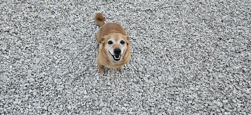 Pensioni per cani e dog hotel a L 'Oasi Di Athena