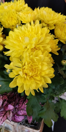 Florist «Thrifty Florist Ann Arbor», reviews and photos, 3021 Carpenter Rd, Ypsilanti, MI 48197, USA