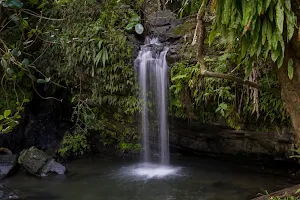 El Yunque National Forest image