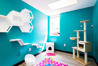 The MeowManor - Cats Only Boarding - Photo 5 - Car repair in Newport News, VA, Newport News