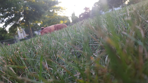 Park «Reedville Creek Park», reviews and photos, 7500 SE Frances St, Hillsboro, OR 97123, USA