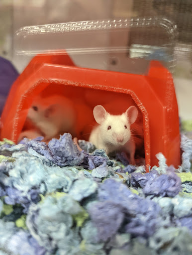 Pet Supply Store «Petco Animal Supplies», reviews and photos, 3012 Bridgepointe Pkwy, San Mateo, CA 94404, USA