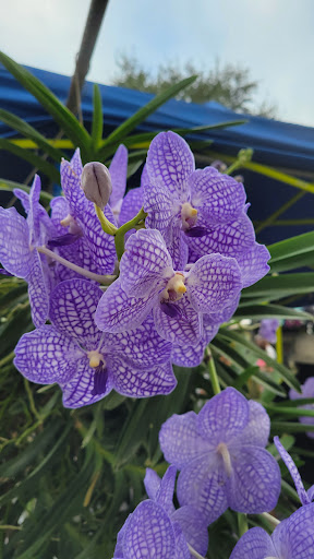 Park «Donnelly Park», reviews and photos, 530 N Donnelly St, Mt Dora, FL 32757, USA