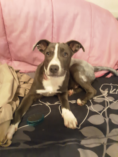 Pet Supply Store «PetSmart», reviews and photos, 15134 Crossroads Pkwy, Gulfport, MS 39503, USA