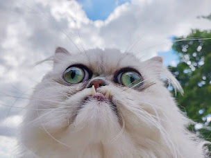 Photo n°1 de Alibabougnasse à Toulouse ()