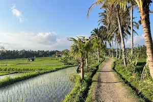 Subak Juwuk Manis Rice fields walk image