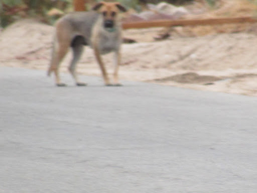 Palms N Paws Animal Shelter