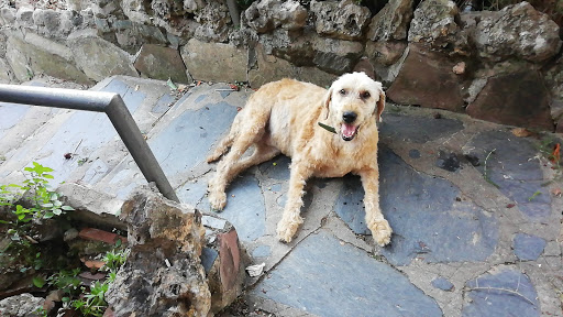 Grup Veterinaria en Lliçà d'Amunt