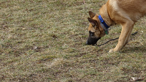 Dog Trainer «Awesome Dawgs Dog Training LLC», reviews and photos, 3052 Pricetown Rd, Temple, PA 19560, USA