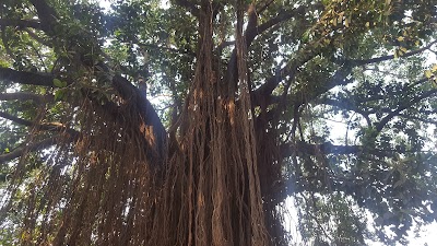 Photos of Ingenio Madre Tierra